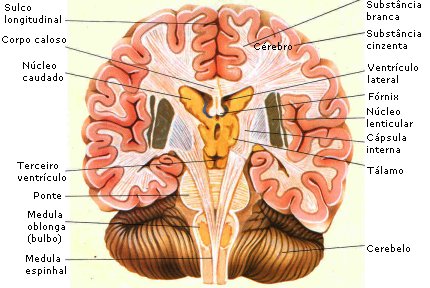 Anatomia geral humana